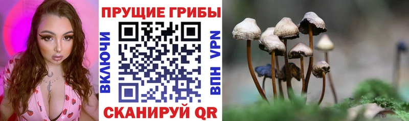Псилоцибиновые грибы Cubensis  продажа наркотиков  MEGA ССЫЛКА  Данков 